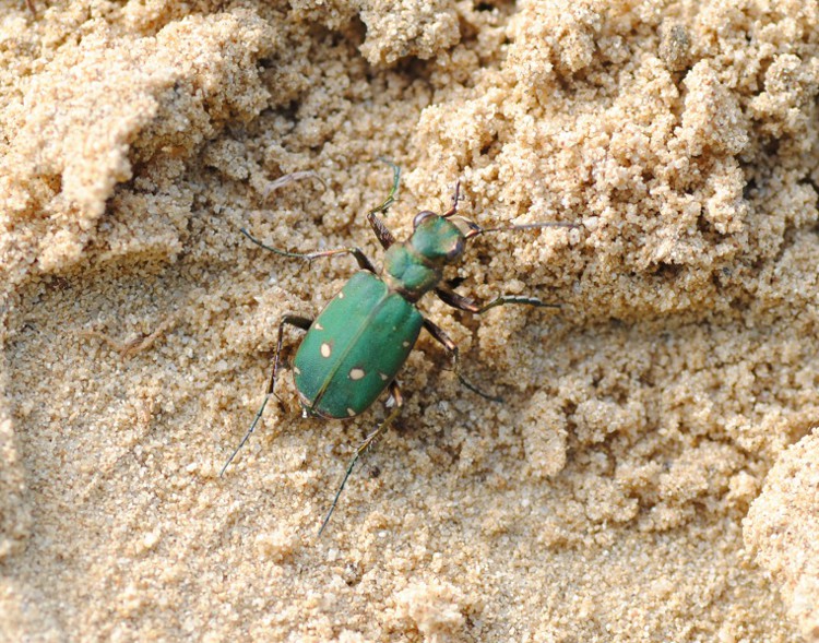 Cicindela campestris